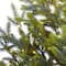 5ft. Pre-Lit Fraser Fir Natural Look Artificial Christmas Tree with Clear LED Lights